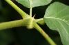 image of Aralia spinosa