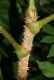 image of Aralia spinosa