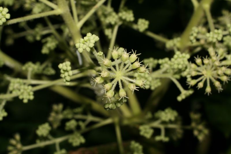 Araliaceae Aralia spinosa