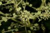 image of Aralia spinosa