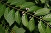 image of Callicarpa dichotoma