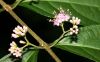image of Callicarpa dichotoma