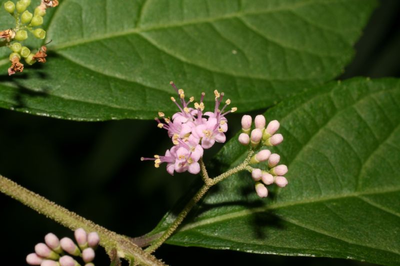 Lamiaceae Callicarpa dichotoma
