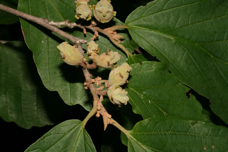 Hamamelidaceae Hamamelis vernalis