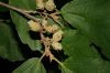 image of Hamamelis vernalis