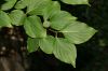 image of Cornus kousa