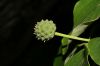image of Cornus kousa