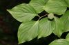image of Cornus kousa