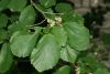 image of Hamamelis vernalis
