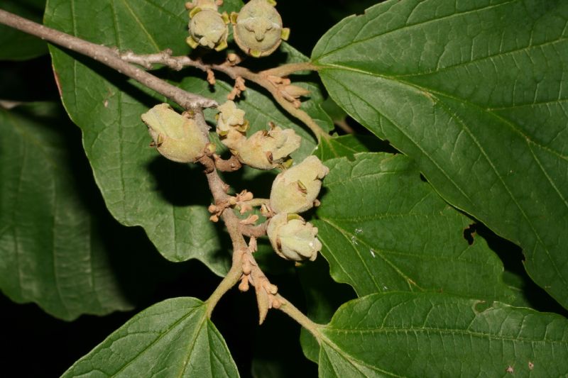 Hamamelidaceae Hamamelis vernalis