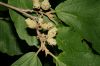 image of Hamamelis vernalis