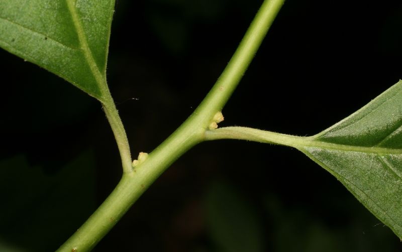 Iteaceae Itea virginica