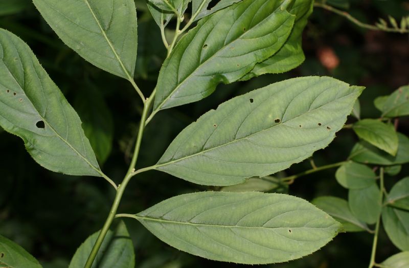 Iteaceae Itea virginica