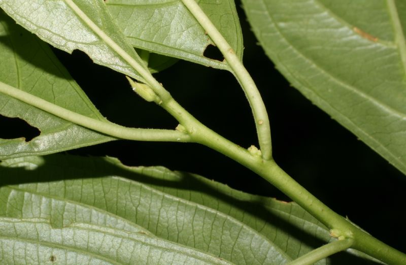 Iteaceae Itea virginica