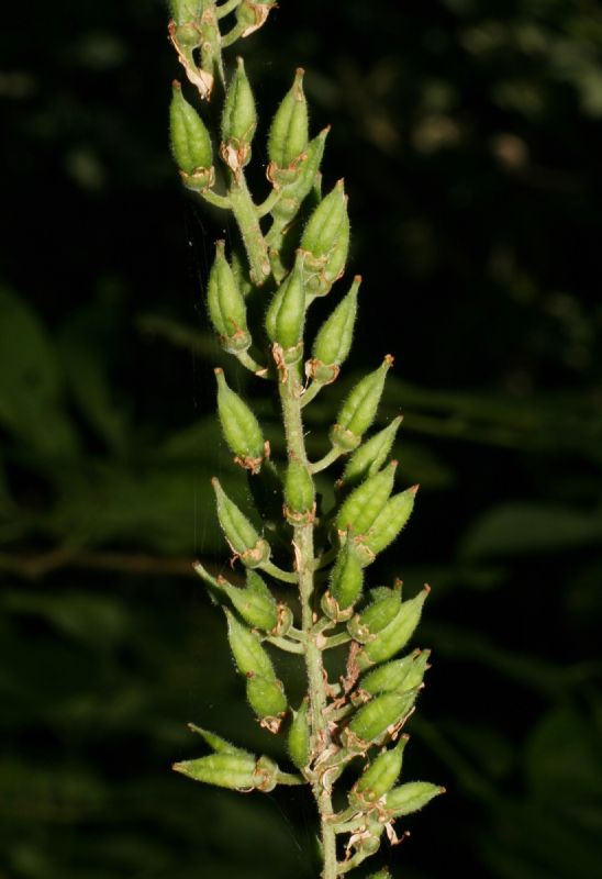 Iteaceae Itea virginica