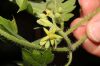 image of Gronovia scandens