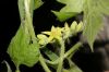 image of Gronovia scandens