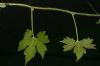 image of Gronovia scandens