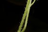 image of Gronovia scandens
