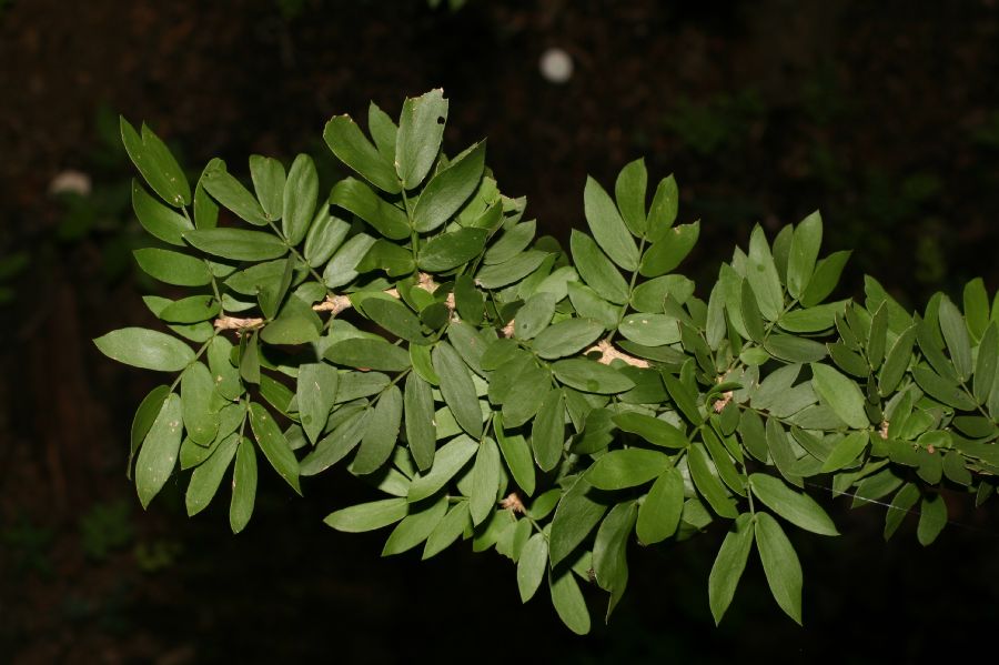 Zygophyllaceae Guaiacum sanctum