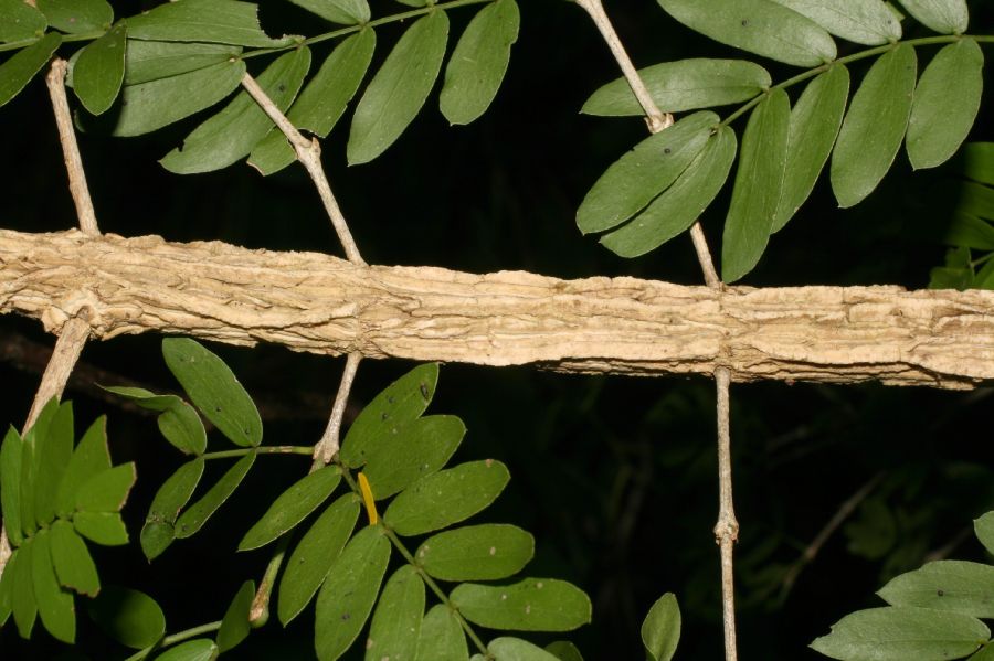 Zygophyllaceae Guaiacum sanctum