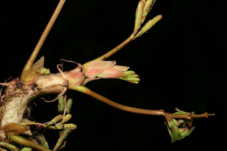 Fabaceae Neptunia plena