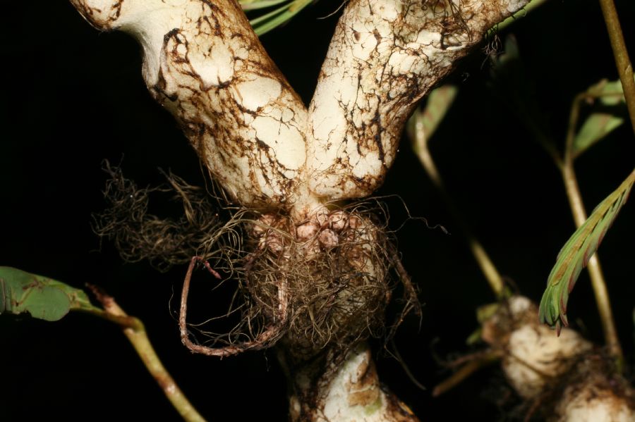 Fabaceae Neptunia plena