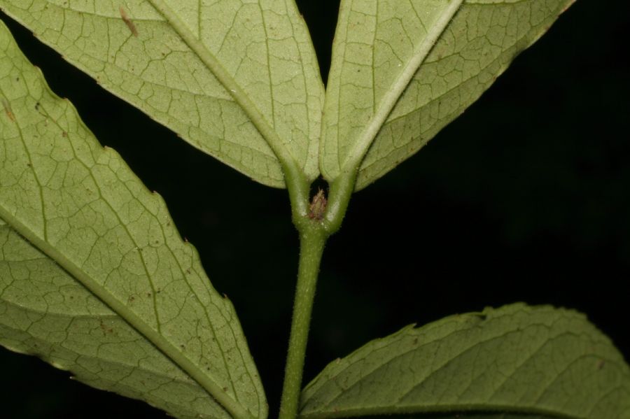 Celastraceae Semialarium mexicanum