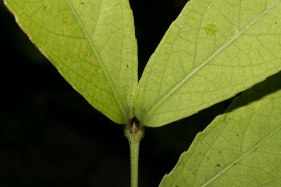 Celastraceae Semialarium mexicanum
