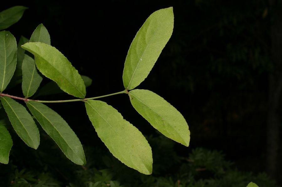 Celastraceae Semialarium mexicanum