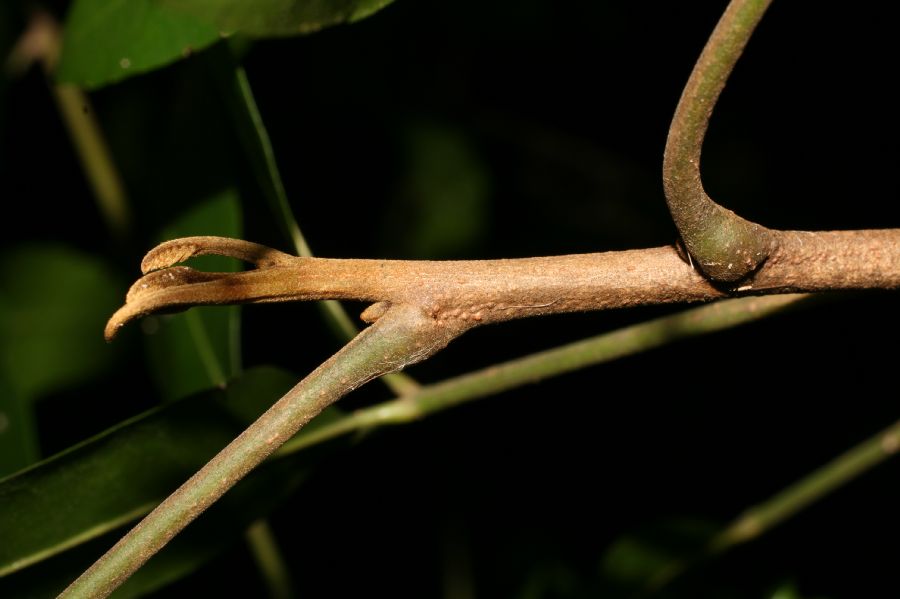 Sapindaceae Thouinidium decandrum