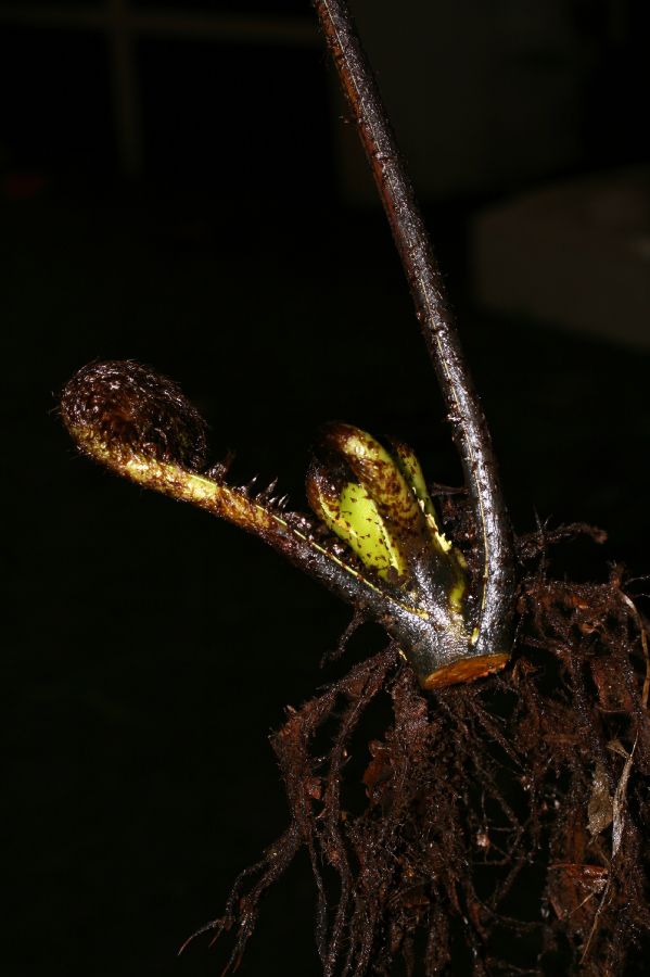 Dryopteridaceae Elaphoglossum bakeri