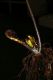 image of Elaphoglossum bakeri