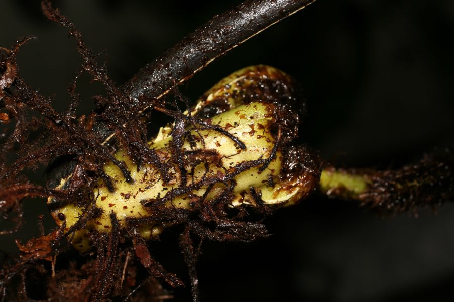 Dryopteridaceae Elaphoglossum bakeri