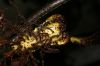 image of Elaphoglossum bakeri
