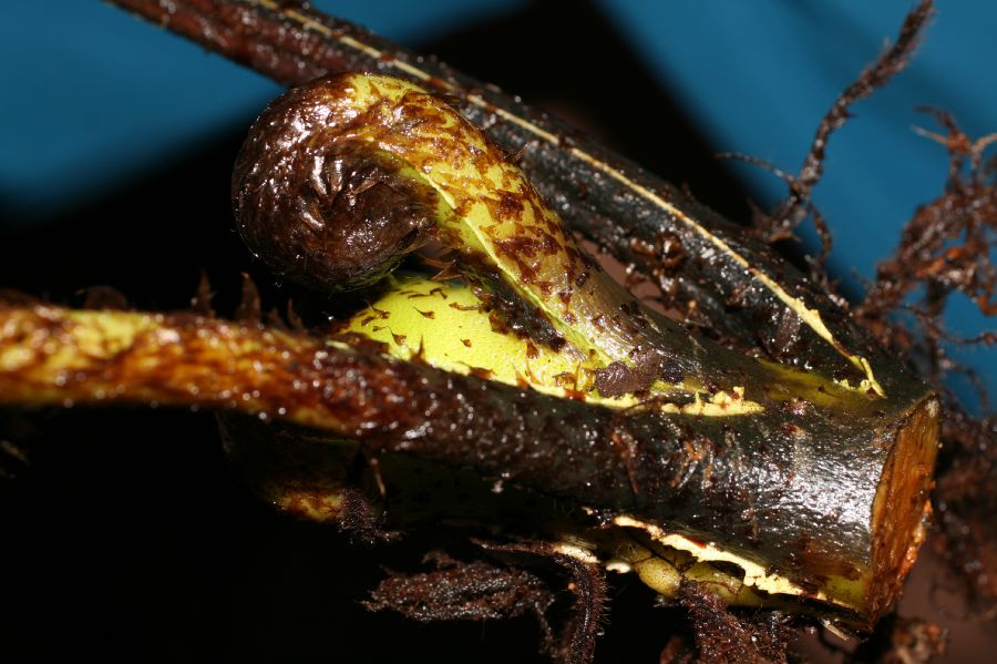 Dryopteridaceae Elaphoglossum bakeri