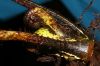image of Elaphoglossum bakeri