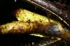image of Elaphoglossum bakeri