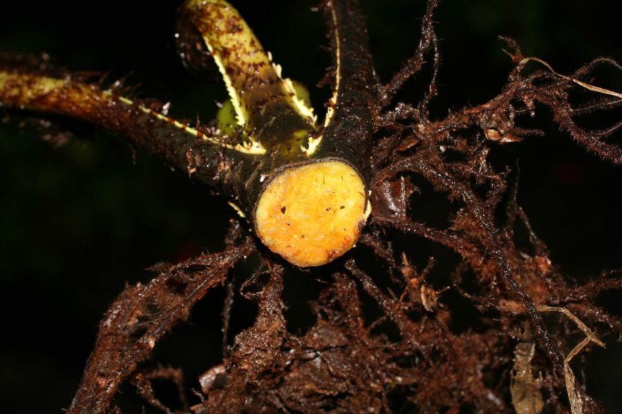 Dryopteridaceae Elaphoglossum bakeri