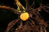 image of Elaphoglossum bakeri