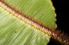 image of Elaphoglossum bakeri