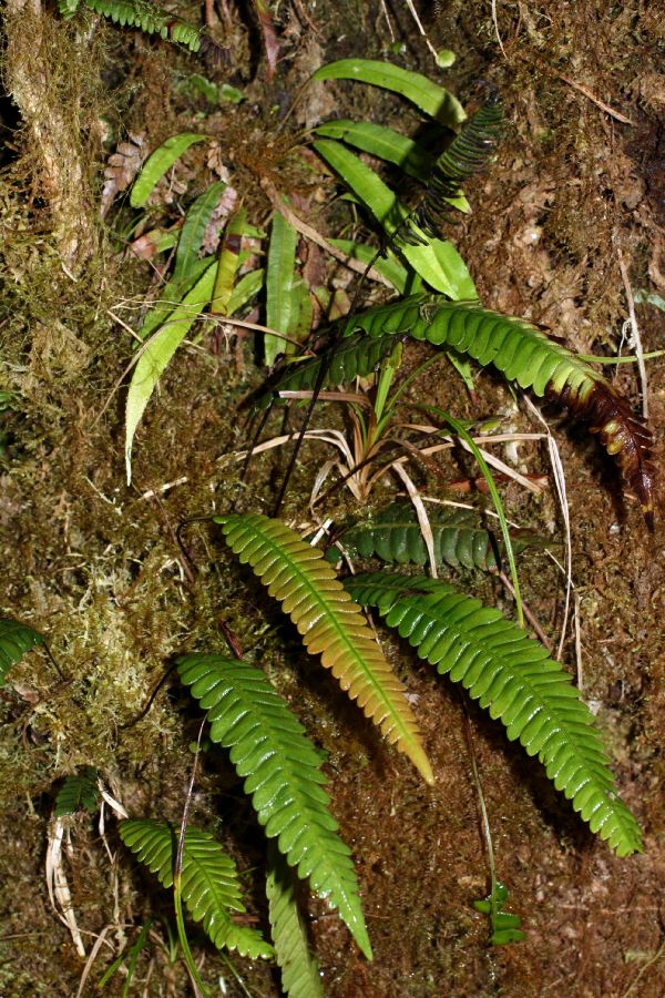 Blechnaceae Austroblechnum pteropus