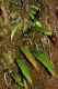 image of Austroblechnum pteropus