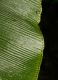 image of Elaphoglossum bakeri