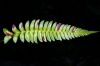 image of Blechnum appendiculatum