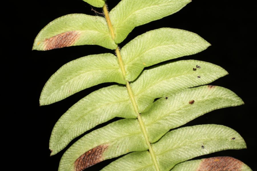Blechnaceae Blechnum appendiculatum