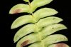 image of Blechnum appendiculatum