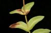 image of Blechnum appendiculatum