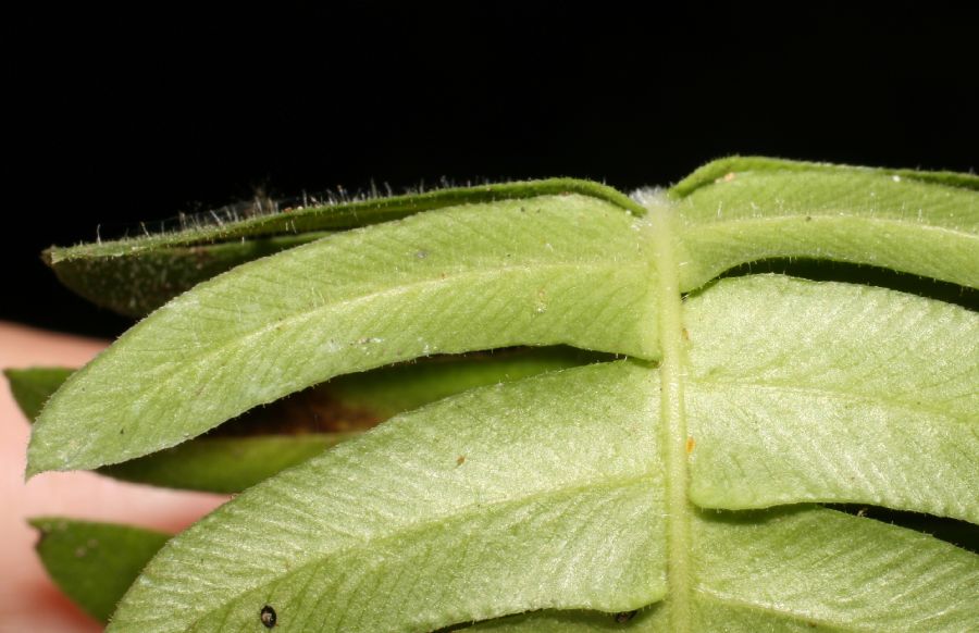 Blechnaceae Blechnum appendiculatum