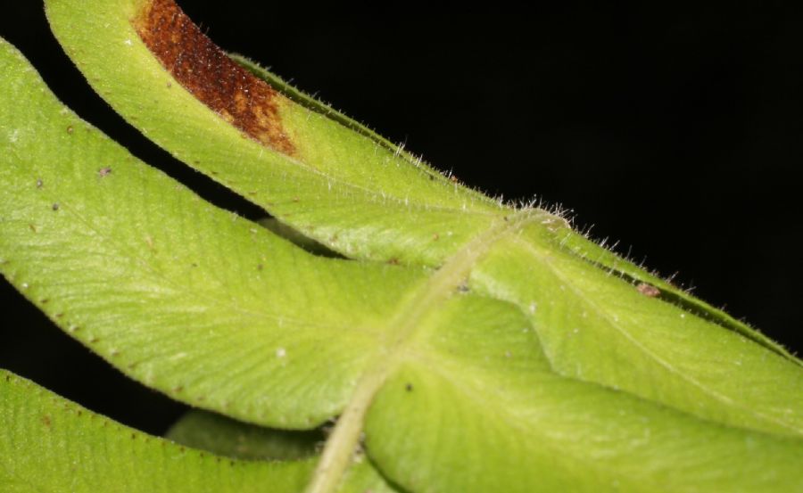 Blechnaceae Blechnum appendiculatum